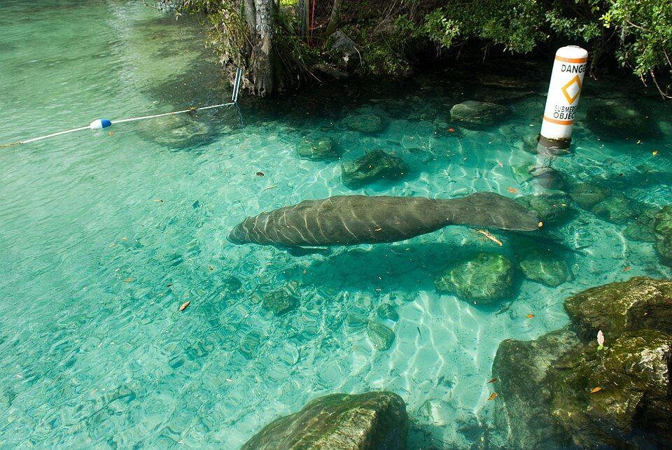 Crystal River Manatee Country